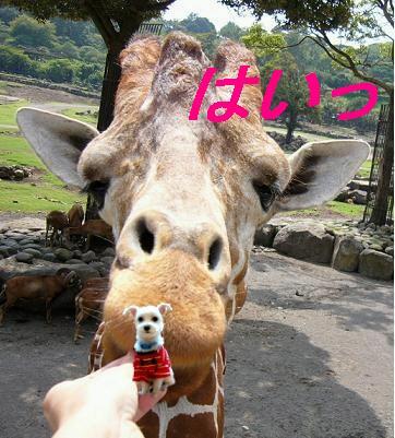 キリンさんと一緒.jpg
