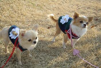2009y01m13d_190711476.jpg