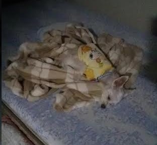 眠いの.jpg